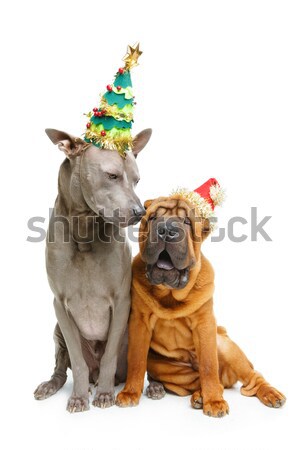 Iki köpekler Noel mavi Taylandlı Stok fotoğraf © svetography