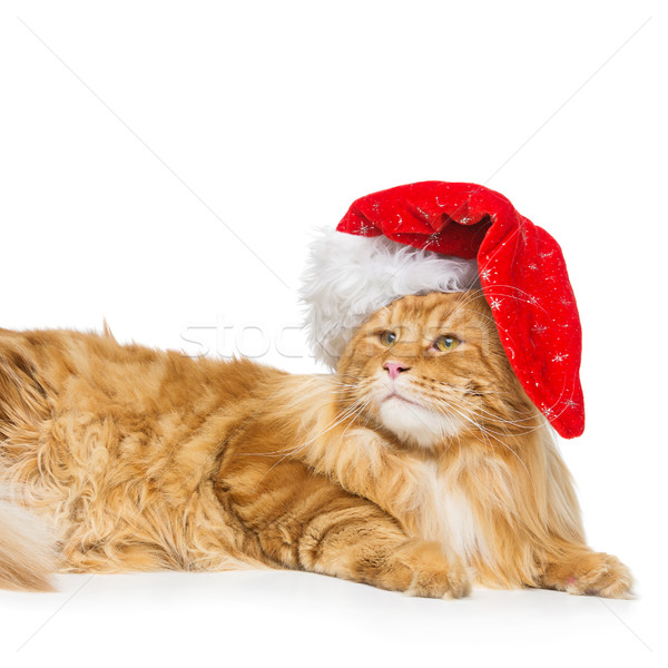 ビッグ 生姜 猫 クリスマス 帽子 メイン州 ストックフォト © svetography