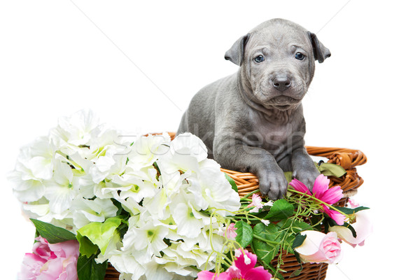 Thai ridgeback puppy in basket isolated on white Stock photo © svetography