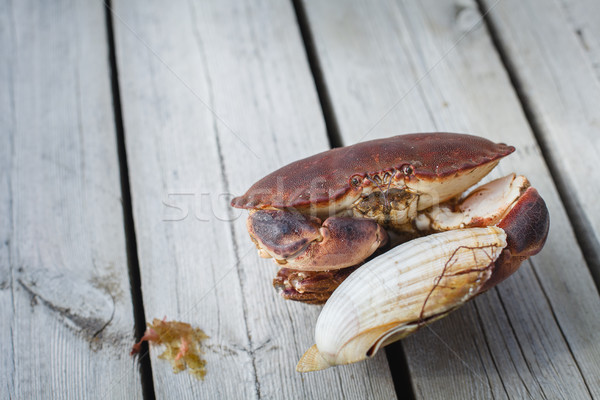 alive crab holding scallop in claw  Stock photo © svetography