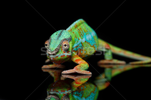 alive chameleon reptile Stock photo © svetography