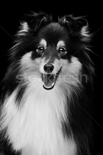 Playful sheltie dog Stock photo © svetography