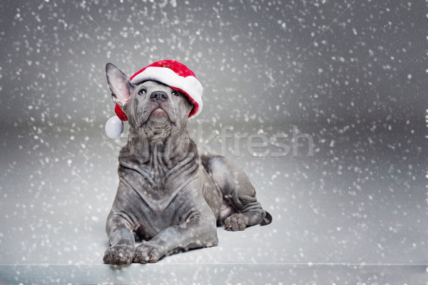 Thai puppy kerstmis hoed mooie maanden Stockfoto © svetography