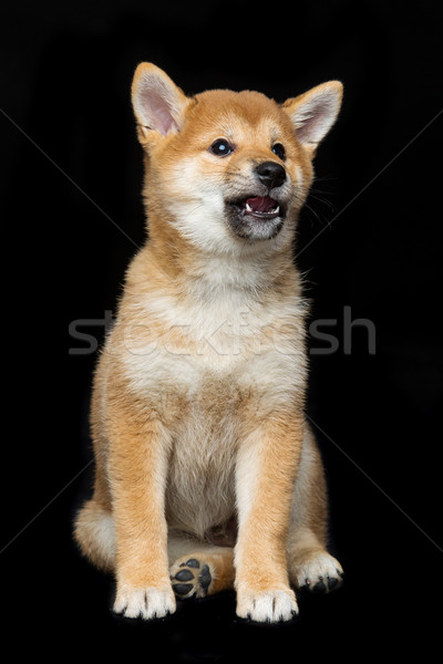 Hermosa cachorro marrón japonés perro sesión Foto stock © svetography