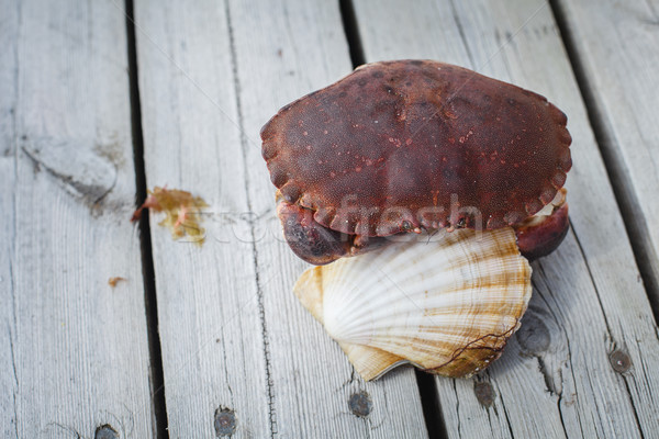 Lebendig Krabbe halten Klaue stehen Holzboden Stock foto © svetography