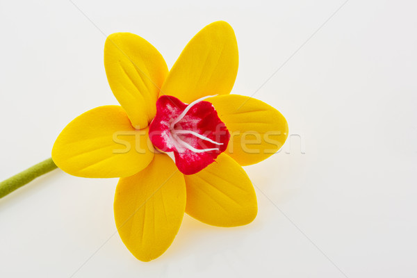 Beautiful yellow narcissus Stock photo © svetography
