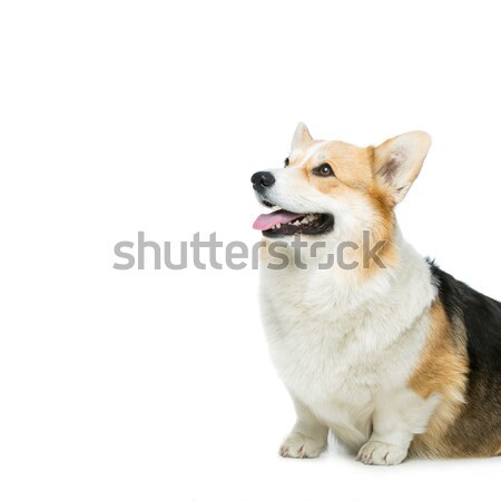 Beautiful welsh corgi dog Stock photo © svetography