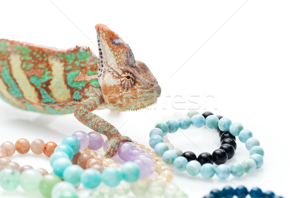 Stock photo: Beautiful chameleon with natural stone bracelets