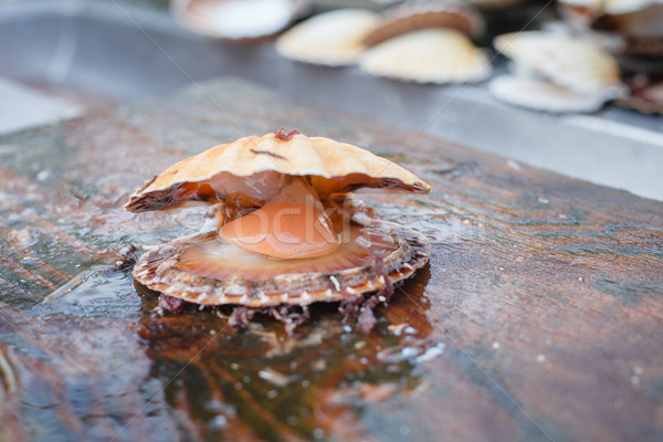 opened scallop shellop with mollusk inside Stock photo © svetography