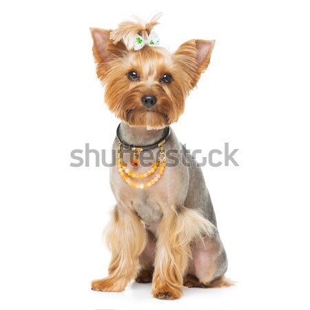 Beautiful yorkshire terrier with necklace Stock photo © svetography