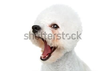 Сток-фото: красивой · собака · изолированный · белый · копия · пространства · счастливым