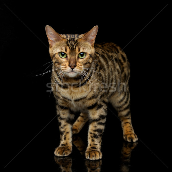 Beautiful bengal cat Stock photo © svetography