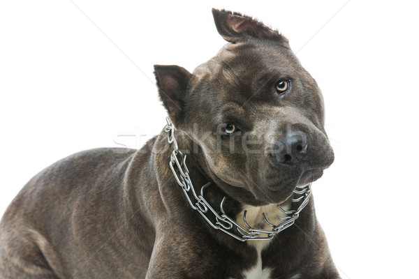 Beautiful amstaff dog Stock photo © svetography
