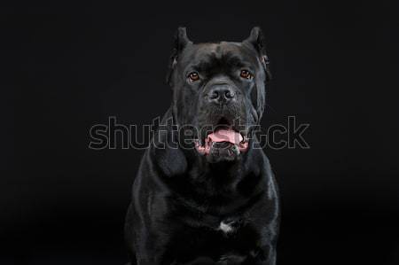 Foto stock: Belo · cão · grande · masculino · preto