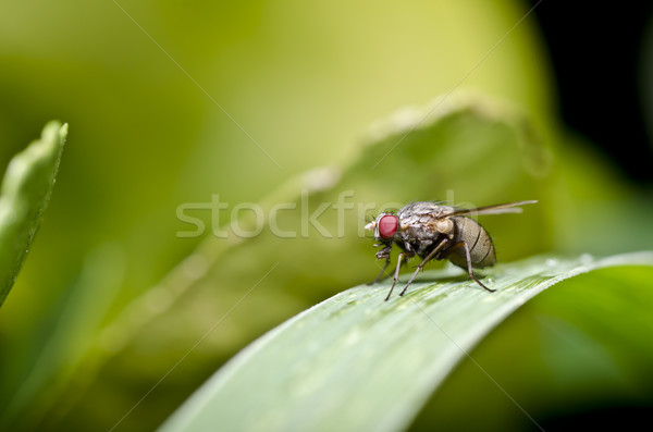 Vliegen groene natuur stad Rood ogen Stockfoto © sweetcrisis