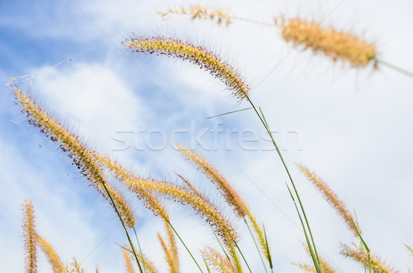 Gaz természet virág zöld szeretet fű Stock fotó © sweetcrisis