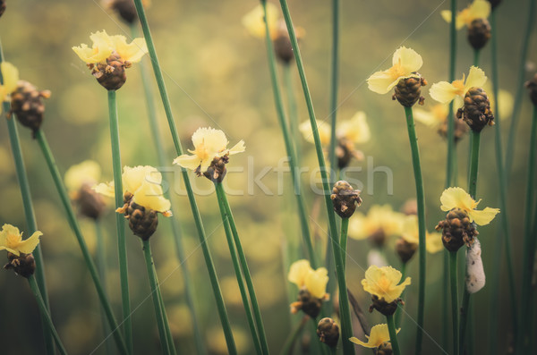 Xyris yellow flowers vintage Stock photo © sweetcrisis