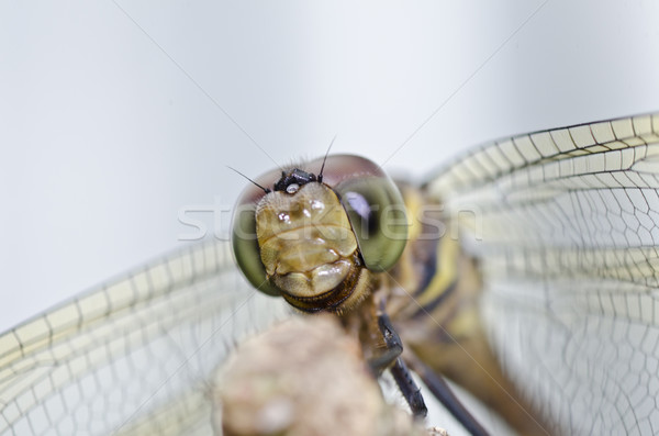 Dragonfly uśmiech zielone charakter parku Zdjęcia stock © sweetcrisis