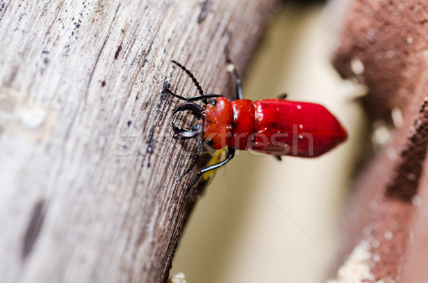 Ciseaux rouge ponderosa vert nature jardin [[stock_photo]] © sweetcrisis