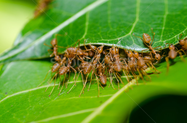 Rot ant Teamarbeit grünen Natur Garten Stock foto © sweetcrisis