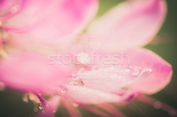 Cleome hassleriana or spider flower or spider plant Stock photo © sweetcrisis