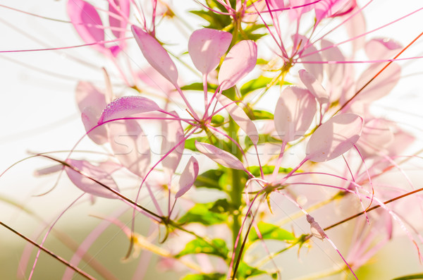 Cleome hassleriana or spider flower or spider plant Stock photo © sweetcrisis