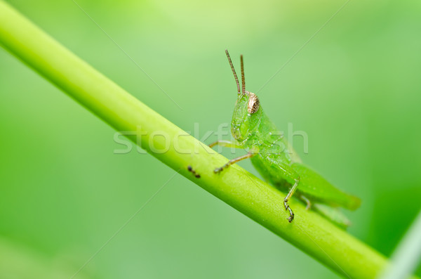 Lacusta verde natură grădină alimente culoare Imagine de stoc © sweetcrisis
