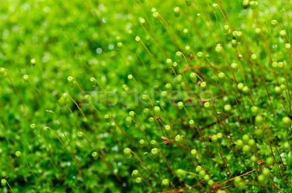 Frischen Moos grünen Natur alten Stein Stock foto © sweetcrisis