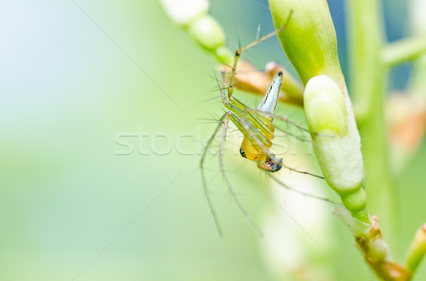 Uzun bacaklar örümcek yeşil doğa bahçe bahar Stok fotoğraf © sweetcrisis