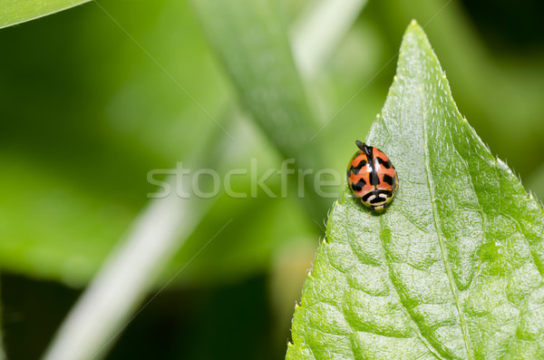 Kever groen blad groene natuur schoonheid zomer Stockfoto © sweetcrisis