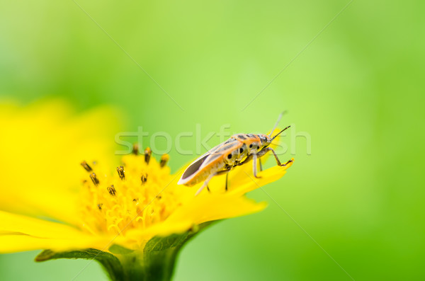 Rood bug natuur zon veld dier Stockfoto © sweetcrisis