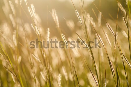 wild grass in bright sunset  Stock photo © sweetcrisis