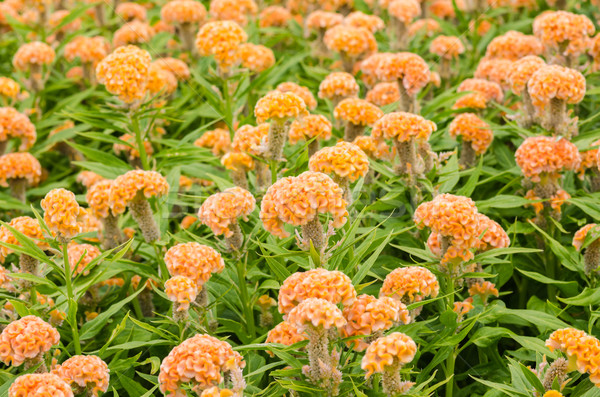 Orange Celosia or Wool flowers or Cockscomb flower Stock photo © sweetcrisis