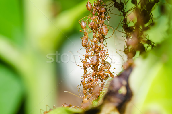 Roşu furnică munca în echipă verde natură grădină Imagine de stoc © sweetcrisis