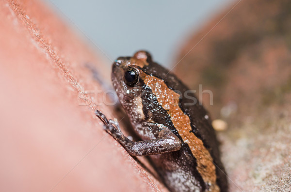 Asian painted frog Stock photo © sweetcrisis