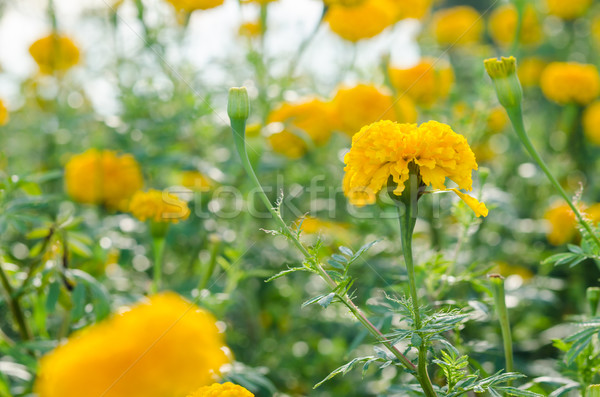 Fleur nature jardin tête usine Asie [[stock_photo]] © sweetcrisis