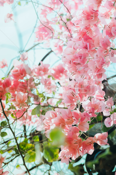 Papier bloemen vintage tuin natuur park Stockfoto © sweetcrisis