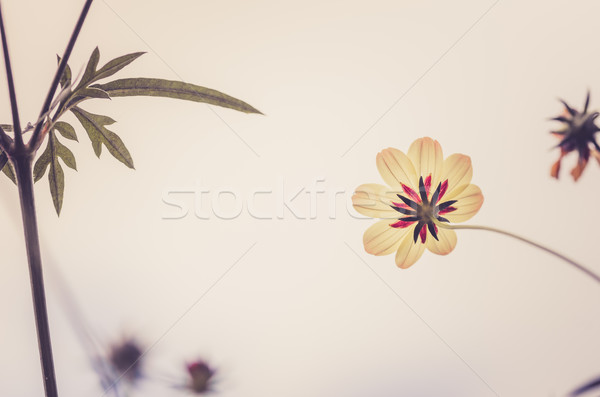 Fleur jaune jardin nature parc herbe [[stock_photo]] © sweetcrisis