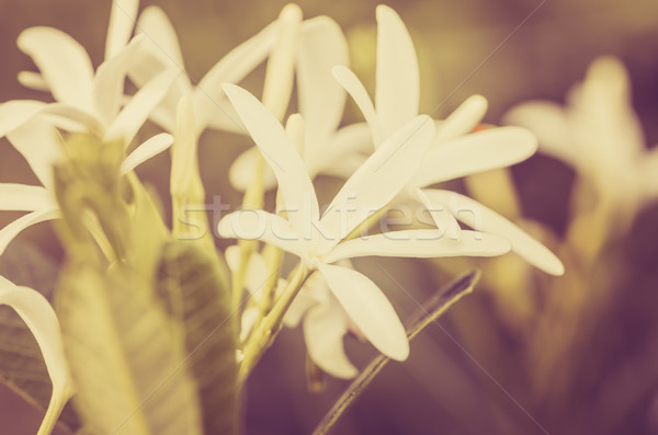 Witte bloem vintage tuin natuur park Thailand Stockfoto © sweetcrisis