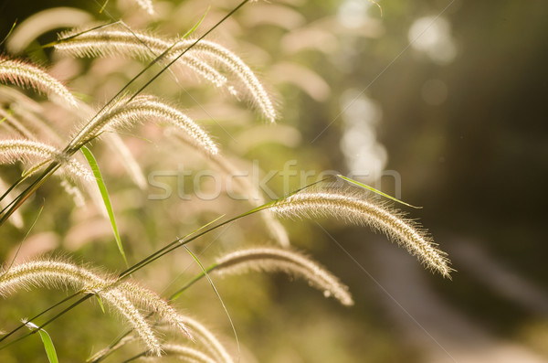 Törpe fű gaz növények virágok virág Stock fotó © sweetcrisis