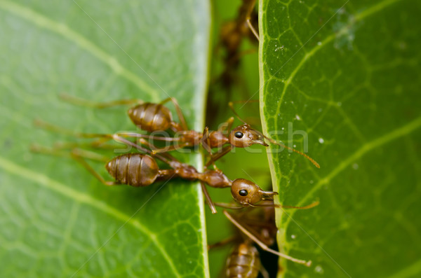 red ants team work Stock photo © sweetcrisis