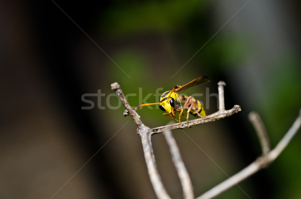 Stock photo: yellow wasp in green nature