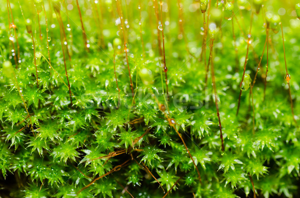 свежие мох макроса зеленый природы старые Сток-фото © sweetcrisis