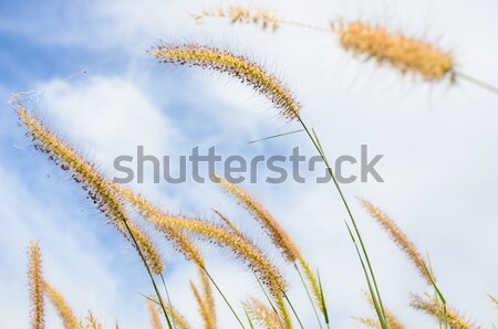 Foxtail weed in the nature Stock photo © sweetcrisis