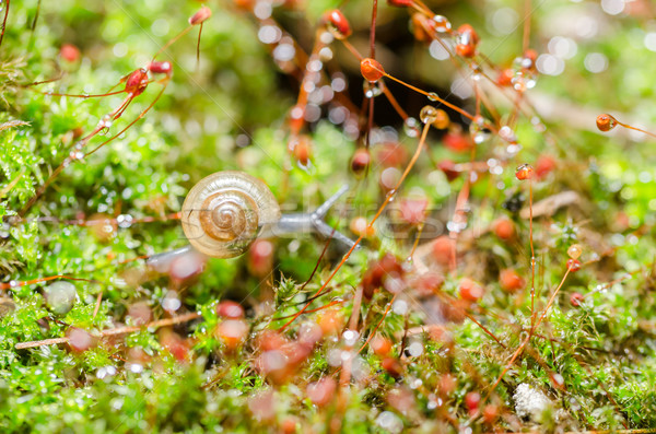 Mos macro shot tuin bos water Stockfoto © sweetcrisis