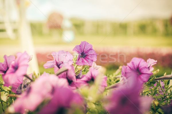 Violet vintage tuin natuur park blad Stockfoto © sweetcrisis