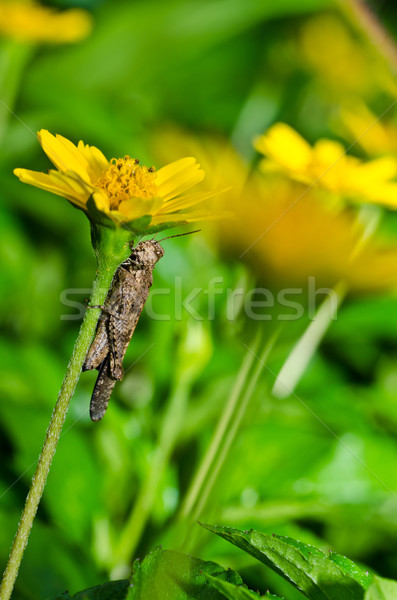 Stock photo: grasshopper and yellow flower in green nature 