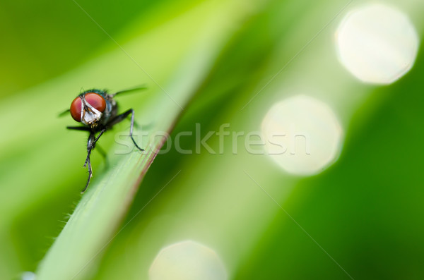 Stockfoto: Vliegen · groene · natuur · stad · huis · witte