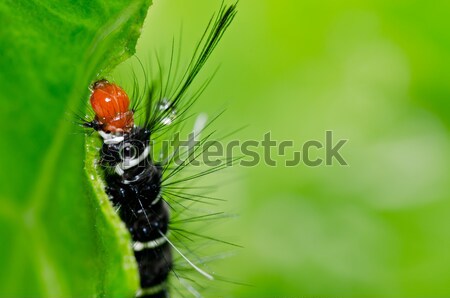 jewel beetle in green nature Stock photo © sweetcrisis