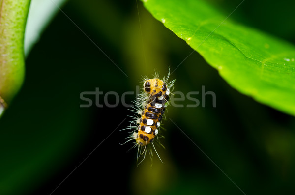 Stockfoto: Worm · groene · natuur · tuin · voedsel · bee